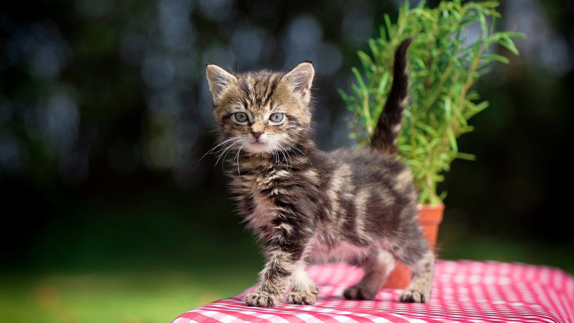 AYX GAMING-“法甲最后攻坚战：豪门拼抢冠军，悬念不断”，法甲的豪门