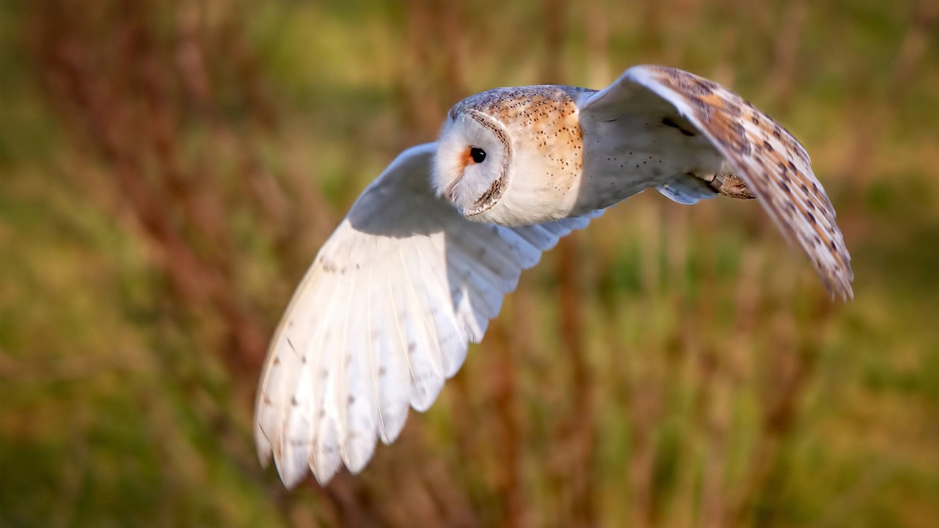 科技创新：AI裁判、传感数据让比赛更加公正透明