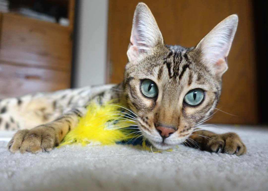 爱游戏app-瞬间点睛：本轮最震撼的五个精彩进球，世界最精彩十大进球