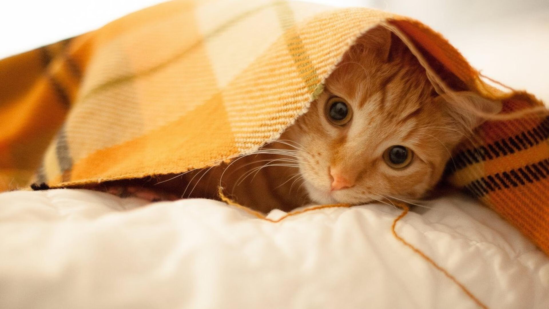 爱游戏娱乐-绿色战衣：环保标志在欧冠赛场的亮相，环保绿标车是什么车