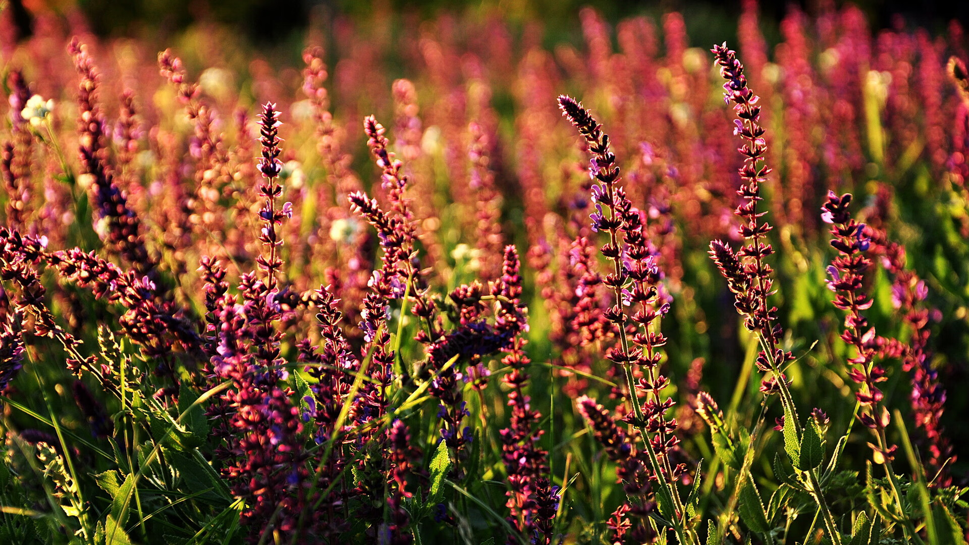 越野摩托车极限赛,挑战荒野的极致体验,越野摩托车比赛