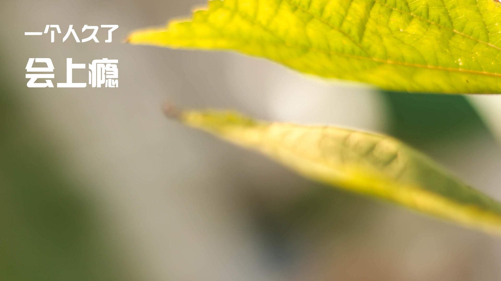 爱游戏app下载-佛罗伦萨战胜切沃，联赛积分攀升一波三折排名提升，佛罗伦萨队