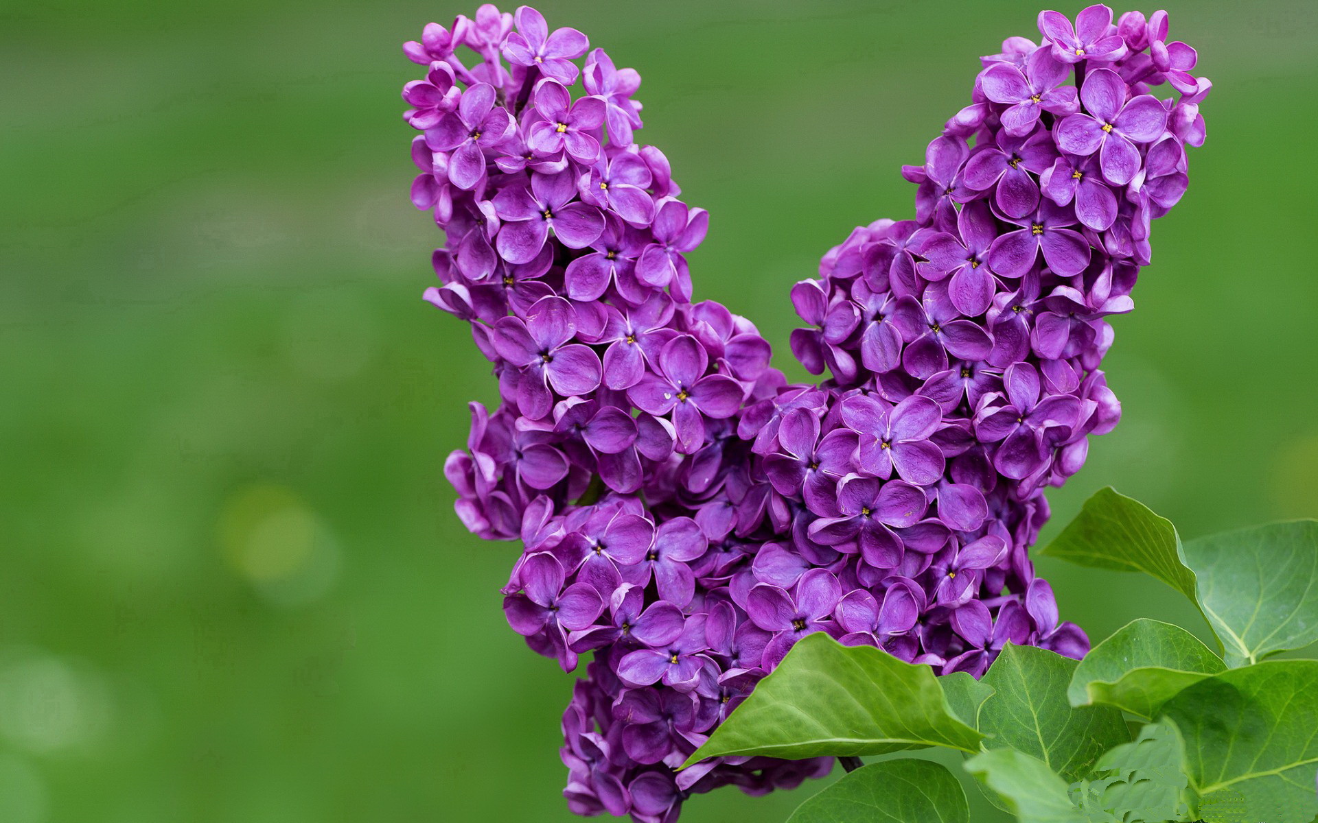 AYX体育-意大利赢得欧洲杯冠军，国内球迷欢欣鼓舞，意大利最近一次拿欧洲杯冠军