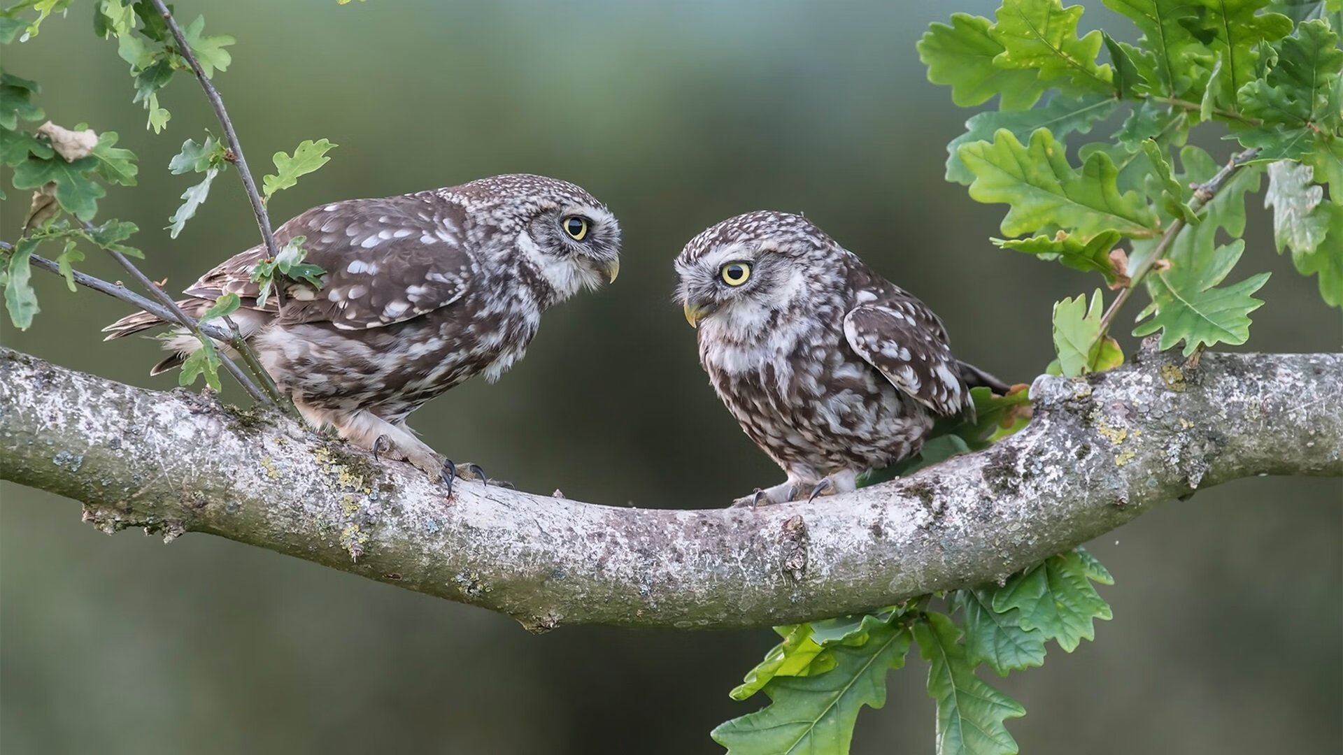 李佳蔓在射箭世界杯总决赛中夺得女子反曲弓冠军，射箭运动员李佳伦