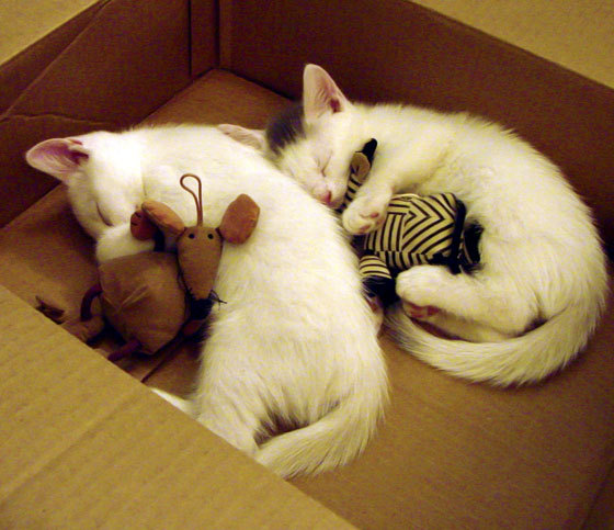 胜负悬念令人紧张,球员倾尽全力,胜负胜负