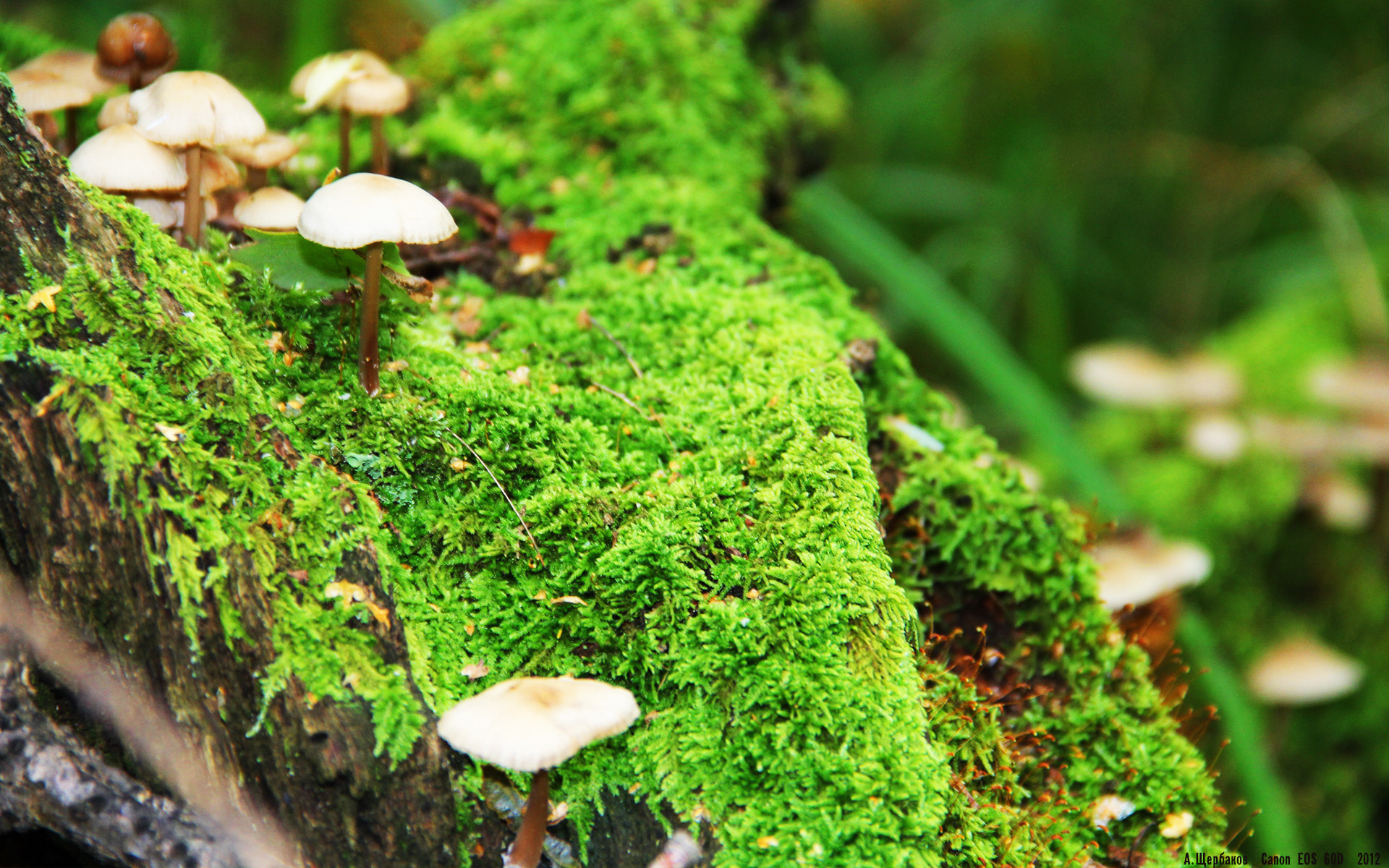 阿贾克斯球队备战决赛,全队士气高昂,阿贾克斯赛事