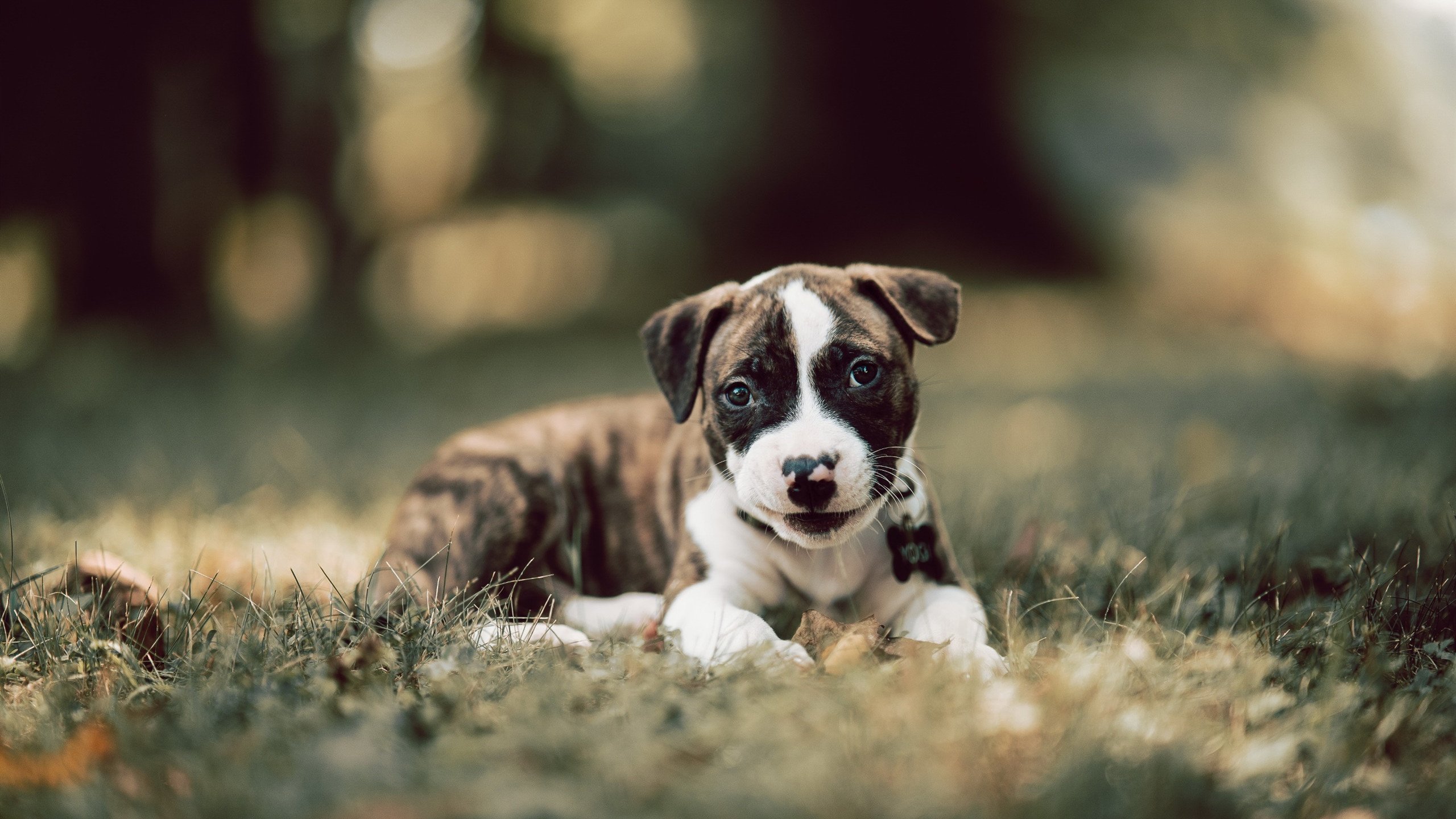 NBA球星表现数据统计，nba球员各项数据