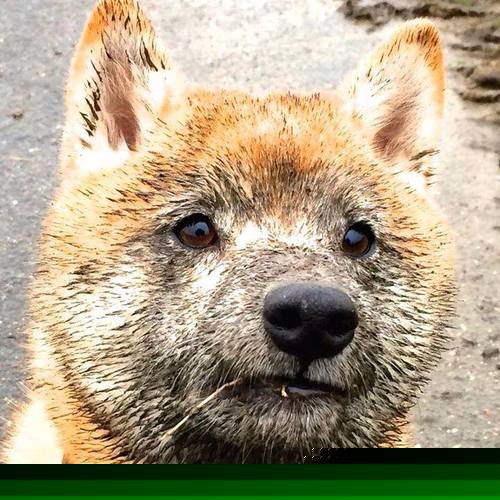 世界滑雪定向赛中国运动员突破自我，第一届世界滑雪定向锦标赛在芬兰举办