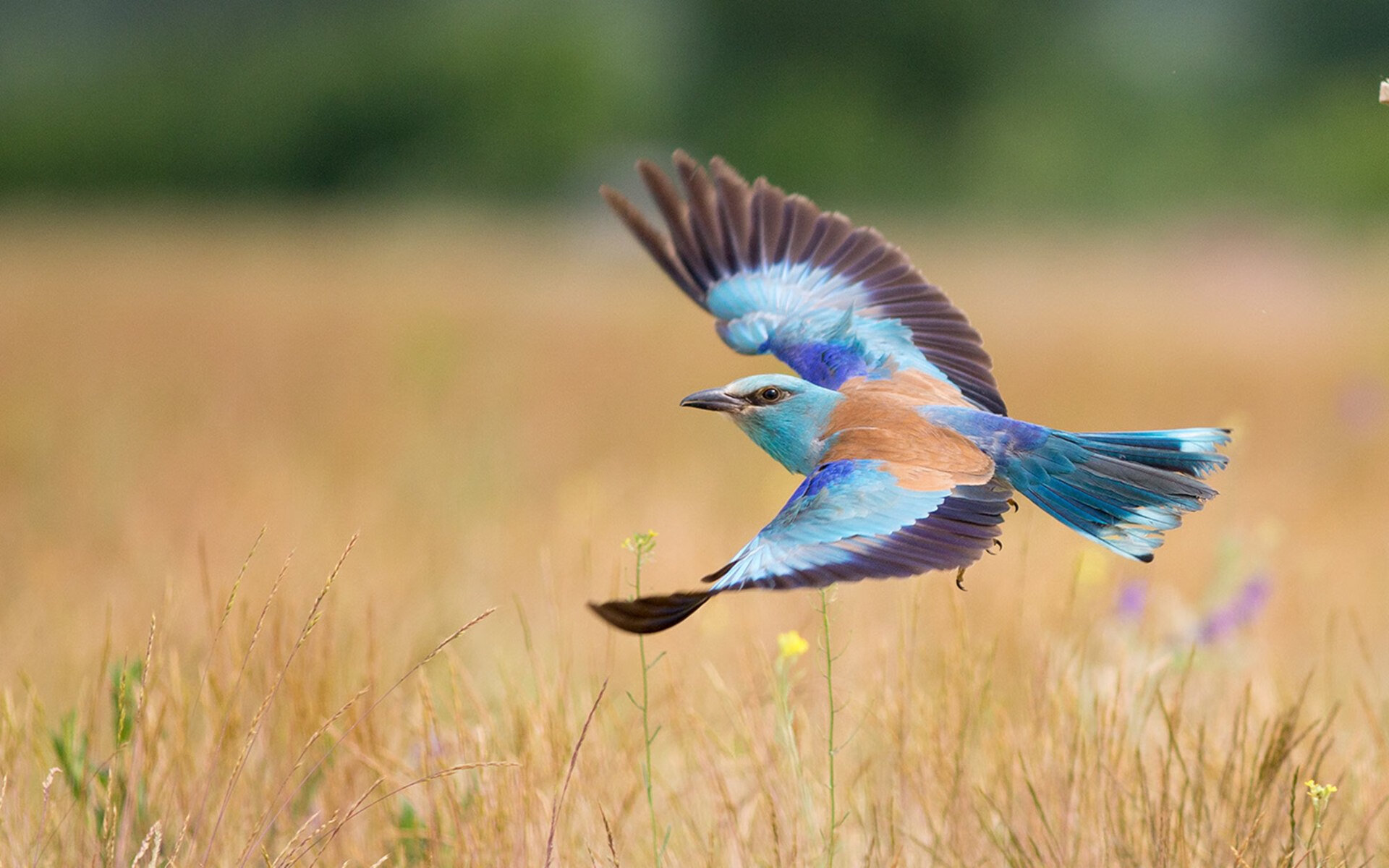 德甲球员基于脑电反馈进行情绪抑制训练的实证评估，基于脑电的情绪识别研究综述