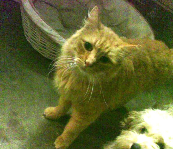 大型体育赛事安全风险预警机制,大型体育赛事的风险点有哪些