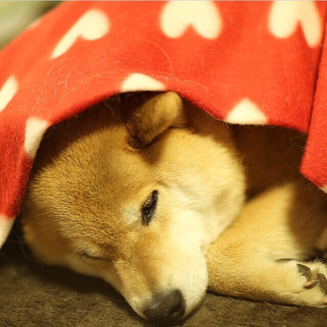 篮球运动员竞技心理调节策略及实战应用探析，篮球心理技能训练计划