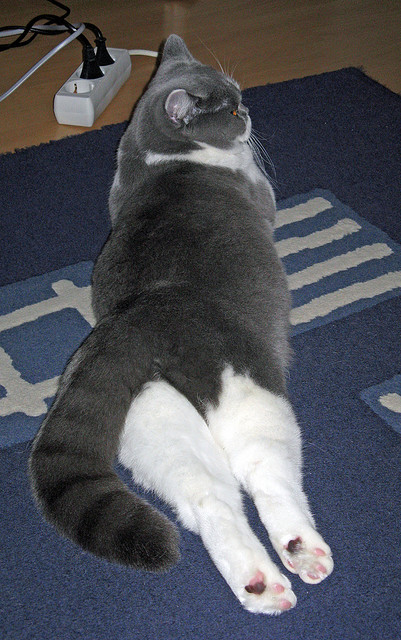 2024年国际乒联混合团体世界杯赛制亮点,2024年乒乓球世锦赛