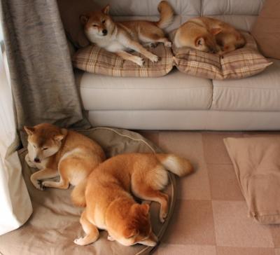 埃及赛制的演变：从区域性赛事到国际化平台，埃及赛程