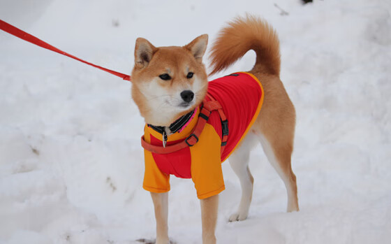 球员战术执行速度是否比跑动速度更关键，球赛战术