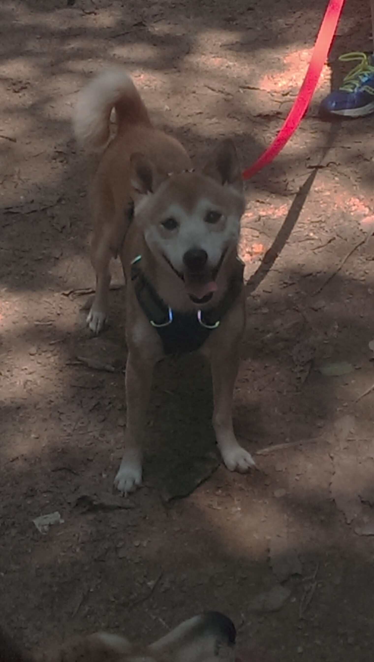 “美洲狮队进入决赛,阿根廷橄榄球迎来新纪元”