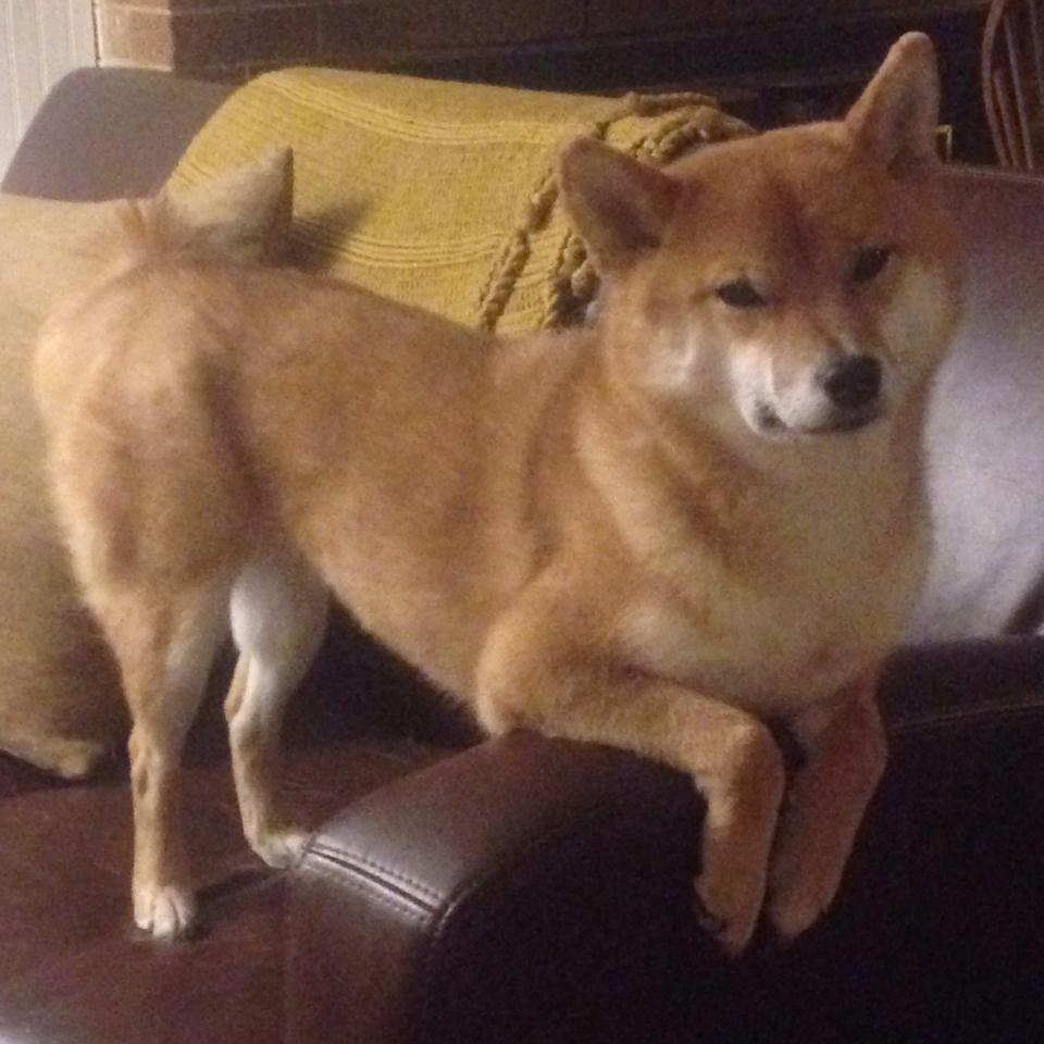 李娜直播中解答球迷关于职业规划问题,李娜为自己打球