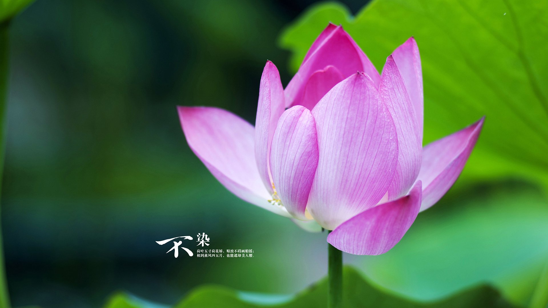 麦克沃伊短程蝶泳展现绝对统治力，麦克尼尔200米蝶泳成绩